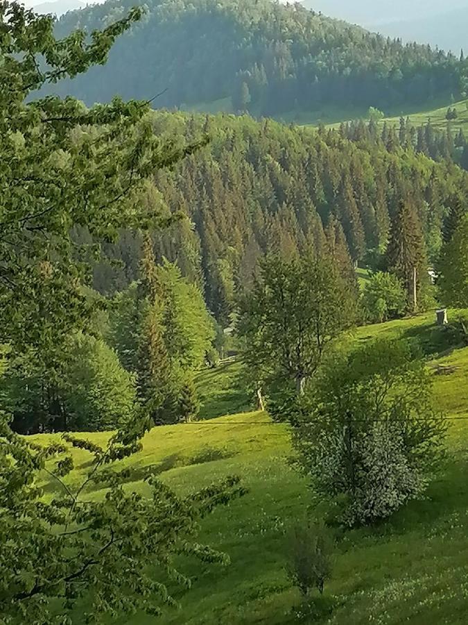 Cabana Daria Otel Gîrda de Sus Dış mekan fotoğraf